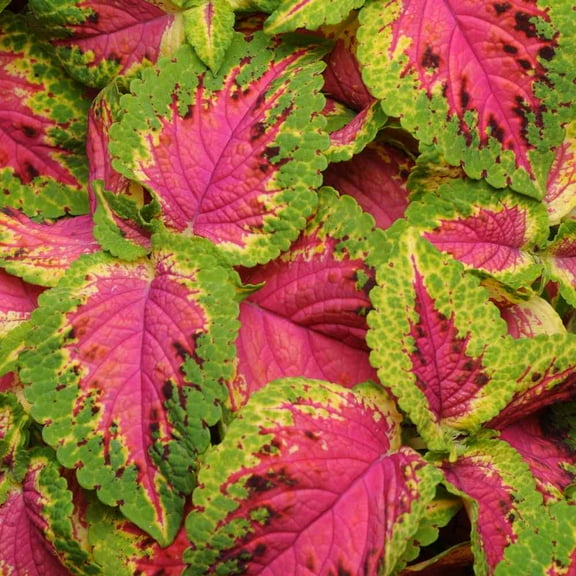 Outsidepride 20 Coleus Versa Watermelon Plant Seeds