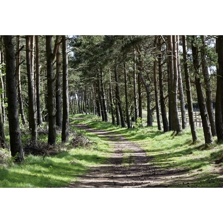 - Peel-n-Stick Poster of Forest Landscape Woods Woodland Green Nature Tree Poster 24x16 Adhesive Sticker Poster Print