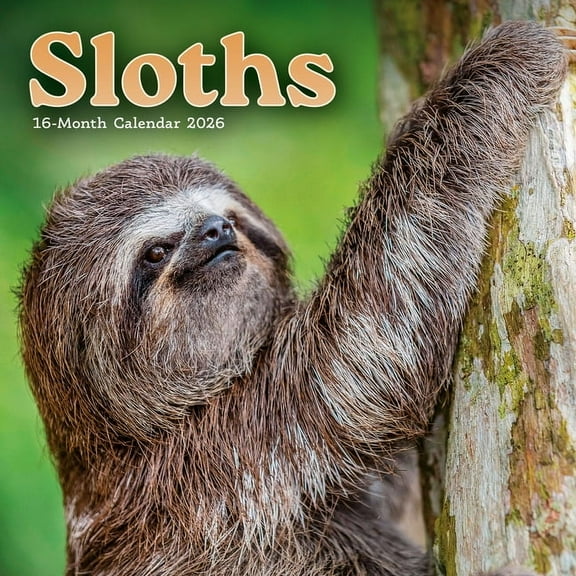 2026 Sloths Mini Wall Calendar, (Paperback)