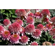 3 Butterfly Kisses Coneflower/ Echinacea in 4 Inch Pots (one plant per pot) Deer Resistant!
