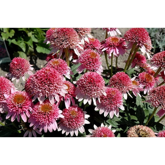 3 Butterfly Kisses Coneflower/ Echinacea in 4 Inch Pots (one plant per pot) Deer Resistant!
