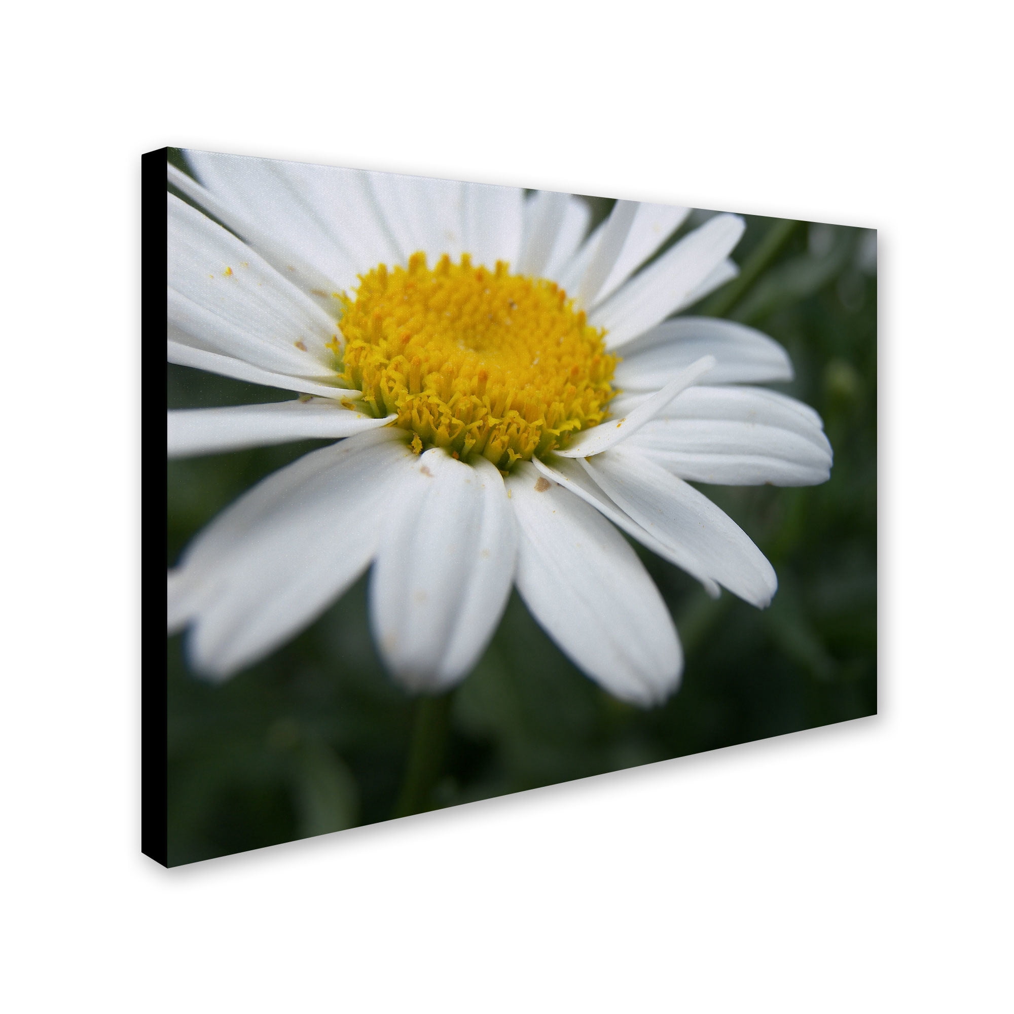 Trademark Fine Art "Simplistic" Canvas Art by Monica Fleet
