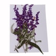 thumbnail image 2 of Flores moradas prensadas Zulema para manualidades DIY, 2 of 8