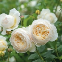 Heirloom Roses David Claire Austin Live Shrub