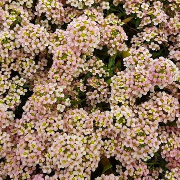 Green River Seeds 25 Sweet Alyssum Peach Seeds - Tiny Colorful Flowers for Spring and Fall Gardening, Ideal for Hanging Baskets and Pathways