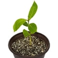 thumbnail image 6 of Gardenera Labs House Plant and Tropical Plant Potting Soil - Re-Potting Soil for All Types of Indoor House Plants - 4 Quart Bag, 6 of 7