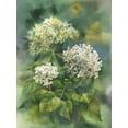 thumbnail image 2 of Besedina, Anastasiia 15x18 Gold Ornate Wood Framed with Double Matting Museum Art Print Titled - White Hydrangeas, 2 of 4