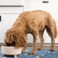 thumbnail image 4 of Waggo Uplift Cuenco de cerámica para perros de razas pequeñas, medianas y grandes, pesado y duradero, plato de comida y agua para mascotas, apto para lavavajillas, comedero elevado moderno (gris vinta, 4 of 5