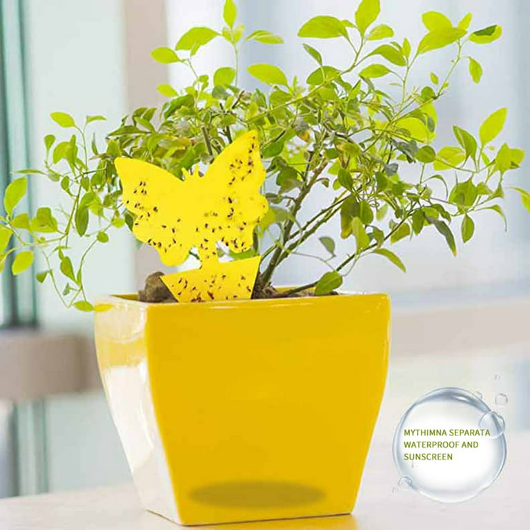 Garsum® Yellow Sticky Trap for Fruit Fly