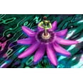 thumbnail image 2 of Needle, Charles 14x11 Black Ornate Wood Framed with Double Matting Museum Art Print Titled - GA, Alpharetta Passion flower on stained glass, 2 of 4