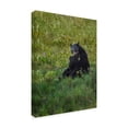 thumbnail image 2 of Trademark Fine Art 'Black Bear Hugging Cub' Canvas Art by Galloimages Online, 2 of 3