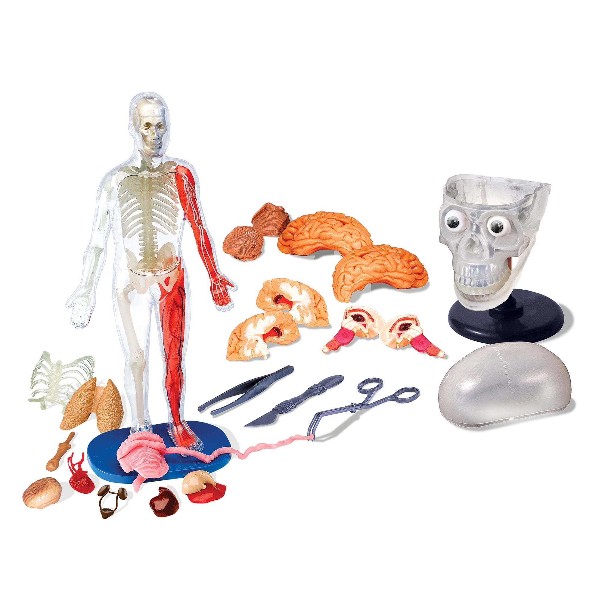 smartworks squishy human body