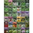thumbnail image 5 of 36 Pack Ultimate Medicinal Herb Seed Collection - Full Sun Perennials & More, 5 of 10
