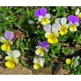 thumbnail image 2 of Johnny Jump Up Violet - Perennial - Viola tricolor - Quart Pot - Live Plant, 2 of 4
