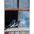 thumbnail image 2 of Vest, Chris 19x24 White Modern Wood Framed Museum Art Print Titled - Barn Swallows Window, 2 of 4