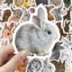 thumbnail image 2 of Paquete de pegatinas Bunny Cute Rabbit de vinilo, 50 unidades, impermeables, 2 of 2