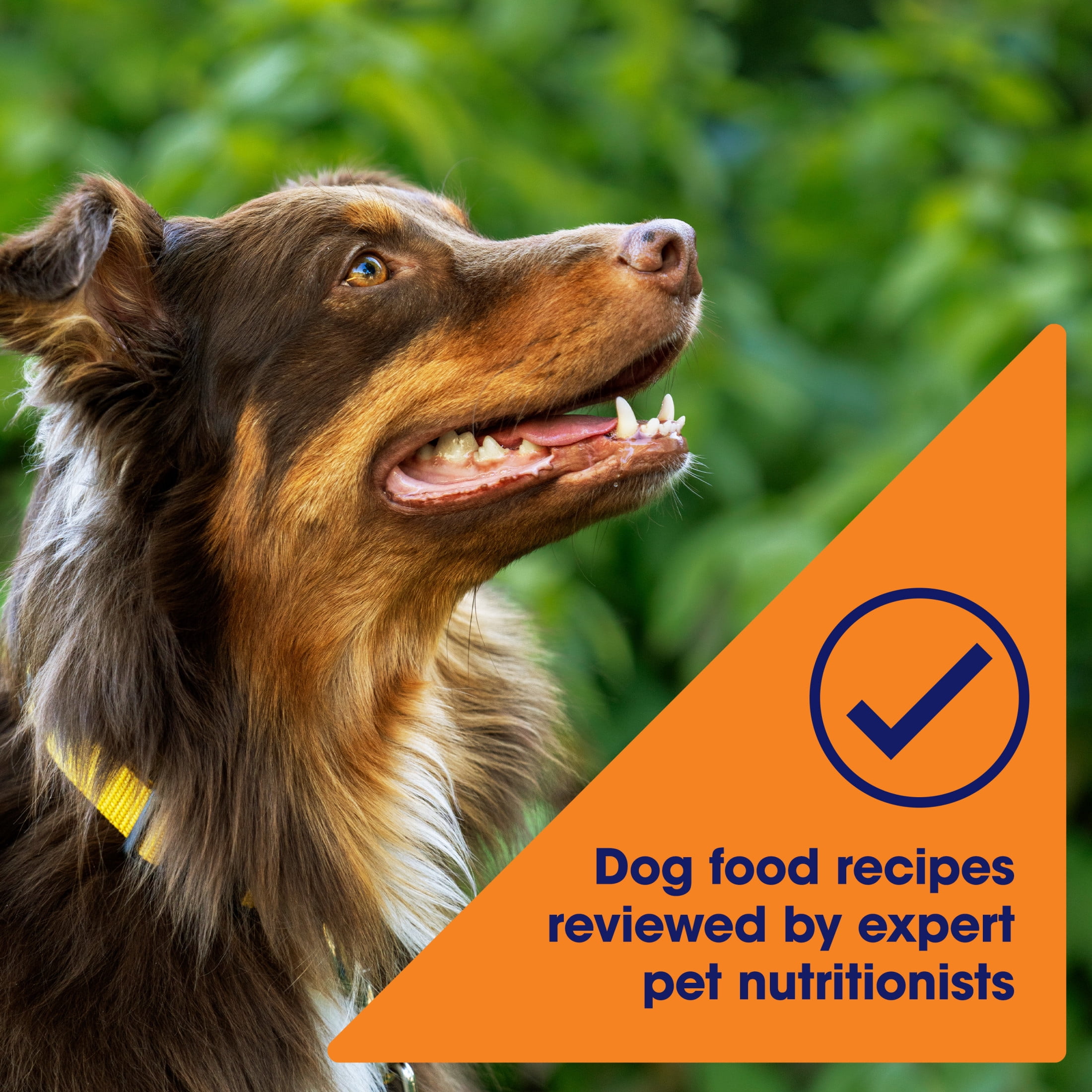 Nature's Recipe Grain Free Chicken, Sweet Potato & Pumpkin Dry Dog Food, 24 lb Bag