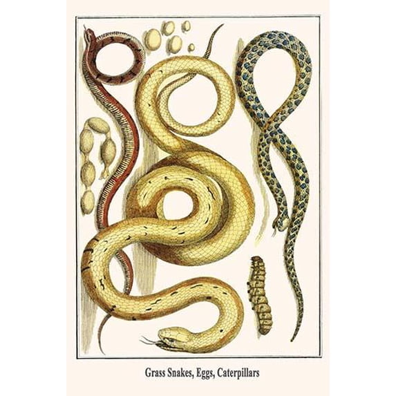 Grass Snakes, Eggs, Caterpillars-Fine Art Canvas Print (20" x 30")