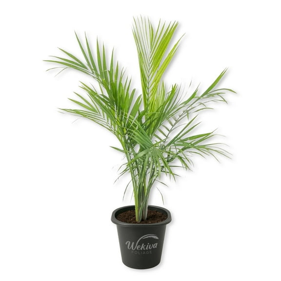 Majesty Palm - 1 Live Starter Plant - Ravenea Rivularis - Beautiful Clean Air Indoor Outdoor Houseplant
