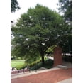 thumbnail image 5 of Laurel Oak Tree  Quercus Laurifolia Swamp Oak  20 Live Plants  Semi-Evergreen Deciduous Shade Tree, 5 of 7