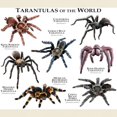 thumbnail image 3 of CafePress - Tarantulas Of The World Light T Shirt - Men's Classic Graphic T-Shirt, 3 of 4