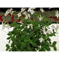 thumbnail image 2 of Dancing Doves Cape Primrose Plant - Streptocarpella - 2.5" Pot, 2 of 2
