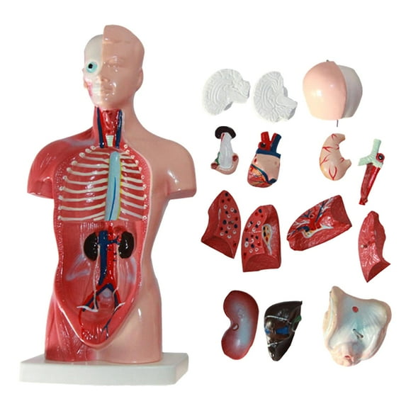 15Pcs/Set Internal Organs Model Educational Anatomical Teaching Tool Anatomy Human Torso Body Model for Classroom
