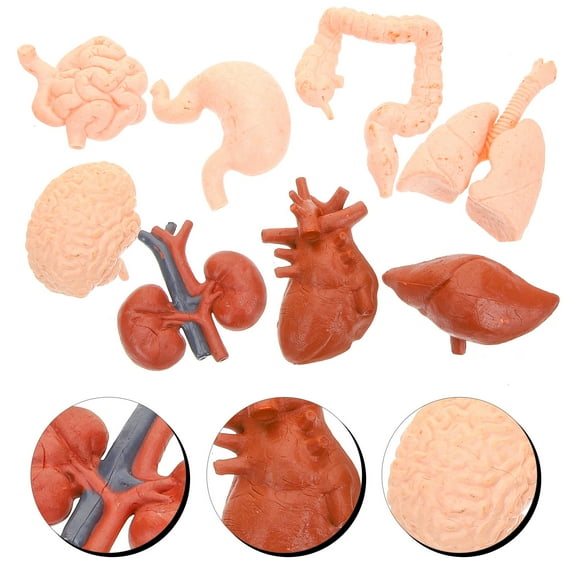 Luxshiny 8Pcs Realistic Design Simulated Organ Models for Doctors Multi-colored PVC