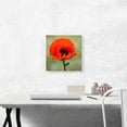 thumbnail image 2 of ARTCANVAS Albanian Poppy National Flower of Albania Square Canvas Art Print - Size: 12" x 12" (1.50" Deep), 2 of 9