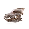 thumbnail image 4 of Resin Skull Decor Coyote Animal Artwork Cabin Table Top Decorative Sculptures, 4 of 7