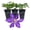 3 Plants, variant on Clematis Daniel Deronda - Live Starter Plant in a 2 Inch Growers Pot - Starter Plants Ready for The Garden - Rare Clematis for Collectors