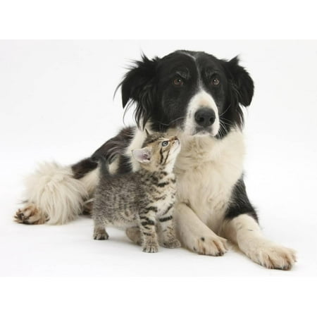 Border Collie Black And White - Cute Tabby Kitten, Stanley, 6 Weeks with Black and White Border Collie Bitch, Phoebe Print Wall Art By Mark Taylor