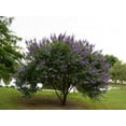 thumbnail image 5 of Chaste Tree  20 Live Seedlings  Texas Lilac Shoal Creek Vitex  Agnus Castus  Purple Flowering Lilac Shrub, 5 of 9