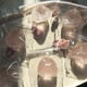 thumbnail image 4 of Juguete Anti-Estrés de Fresa, Suave y Blando, de Recuperación Lenta, con Forma de Fruta, Juguete Sensorial Táctil con Propiedades Descompresivas para Aliviar la Ansiedad., 4 of 8