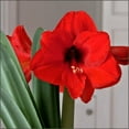 thumbnail image 3 of Red Lion Amaryllis Bulb in Burlap Gift Bag Amaryllis Bulb!! Easy to Grow Bulbs--Includes Growing Medium--Great Holiday Gift!!!, 3 of 4