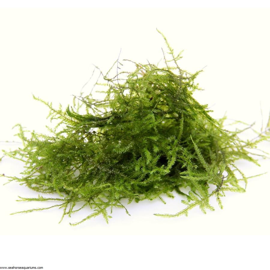 Axolotl Live Plants Bundle (10 Plants)