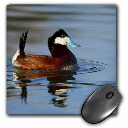 3dRose Male Ruddy duck, Henderson, Nevada - US29 MPR0067 - Maresa Pryor, Mouse Pad, 8 by 8 inches