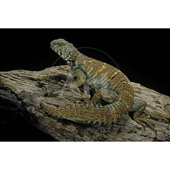 Uromastyx Ornata Ornate Mastigure, Ornate Dabb Lizard, Unframed Photographic Print Wall Art by Paul Starosta Sold by Art.Com