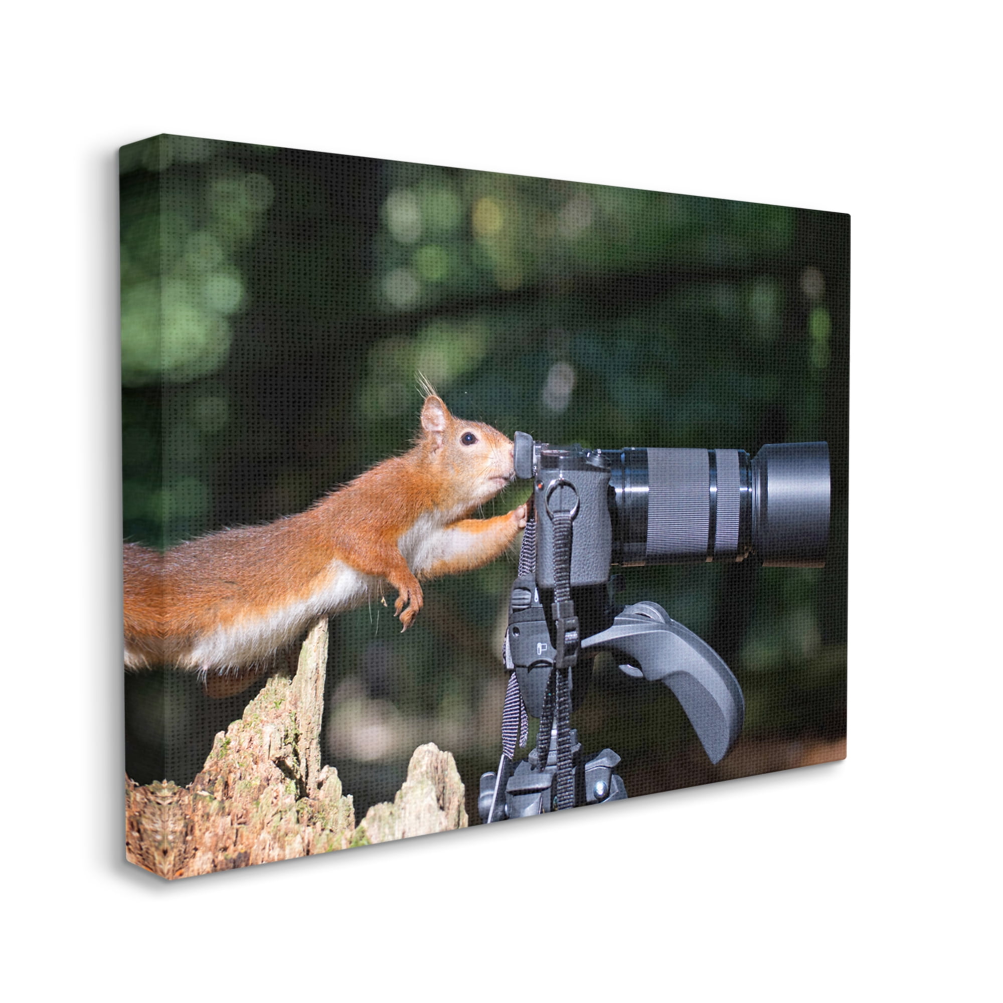 Stupell Industries Funny Squirrel Photographer Animals & Insects Photography Gallery Wrapped Canvas Art Print Wall Art, 30 x 24