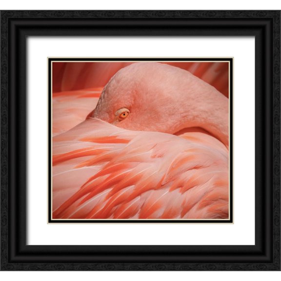 Wechsler, Robin 13x12 Black Ornate Wood Framed with Double Matting Museum Art Print Titled - Portrait of a Pink Flamingo