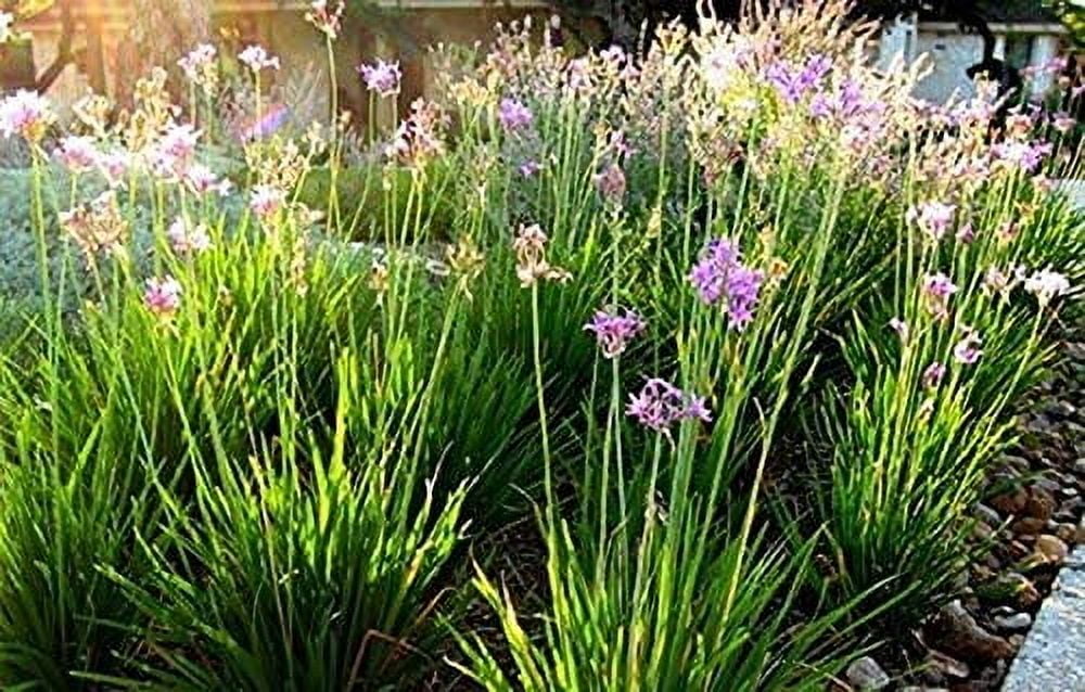 Society Garlic - 3 Live Plants - Tulbaghia Violacea - Butterfly Attracting Flowers