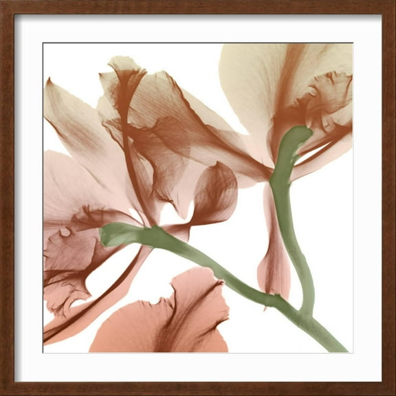 Art.com Peach Luster Cyclamen 2 Photo by Albert Koetsier, Brown Frame Wall Art, 21" x 21"