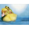thumbnail image 4 of Tree-Free Greetings Duck Duck Frog Funny / Humorous Birthday Card, 4 of 4