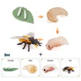 thumbnail image 1 of Animal Plant Insect Growth Simulation Cards Montessori Learning Toys For Kids Ages 3-6 Biological Science Teaching Aids, 1 of 10