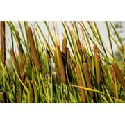 Seedville 50 Cattails Flower Seeds, Water Pond Grass