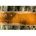 thumbnail image 7 of Tree Tanglefoot Insect Barrier (Tree Care Kit), 7 of 7