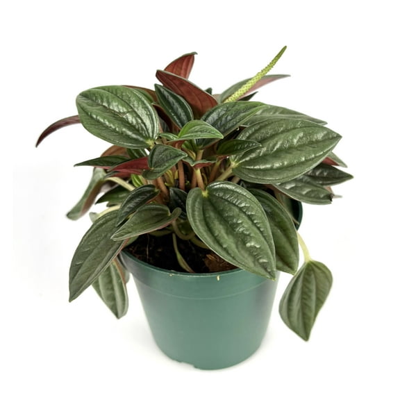 Peperomia Rosso Live Indoor Plant, 4" Pot