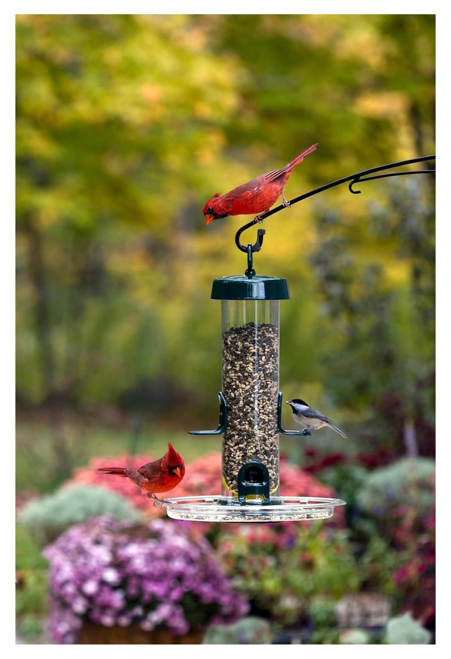 Tube 150 Wild Feeder w/4 Seed Ports, 2.6-Pound Seed Capacity, Pole-mountable