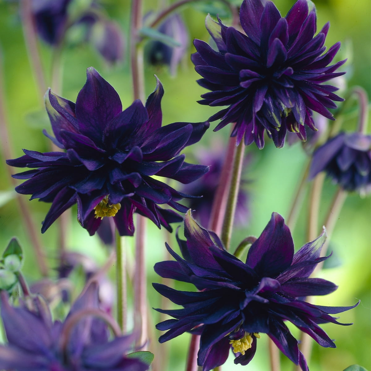 Van Zyverden Aquilegia Columbine Artisian Blend Set of 8 Plant Roots Multicolor Partial Sun Perennial Pollinator 1 lb