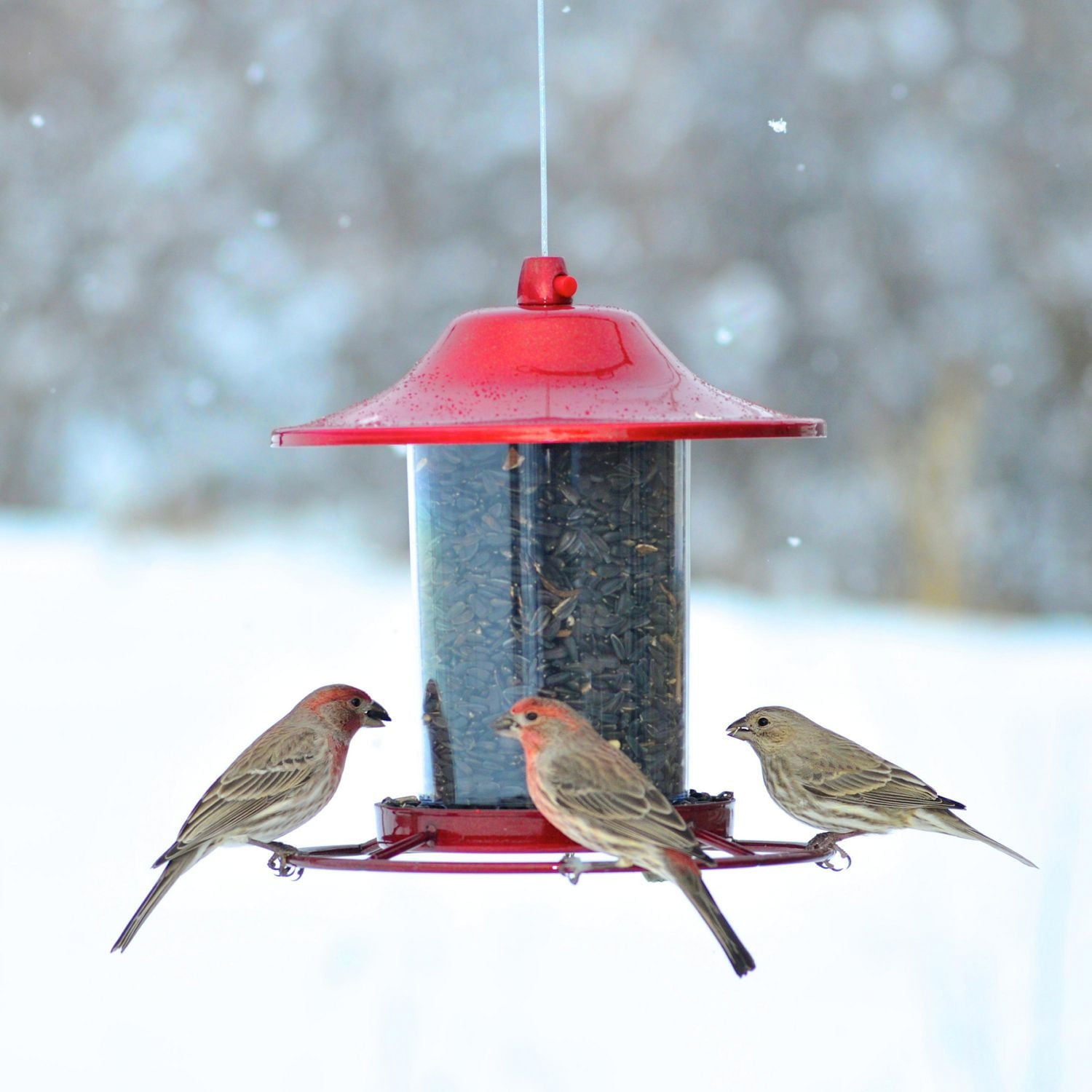 Perky-Pet 2 lb Red Sparkle Panorama Feeder